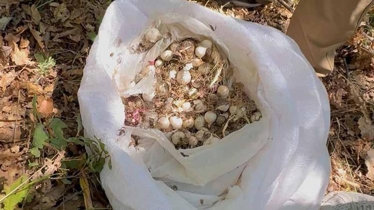 Endemik sarımsağı koparmanın faturası ağır oldu: 2 milyon TL