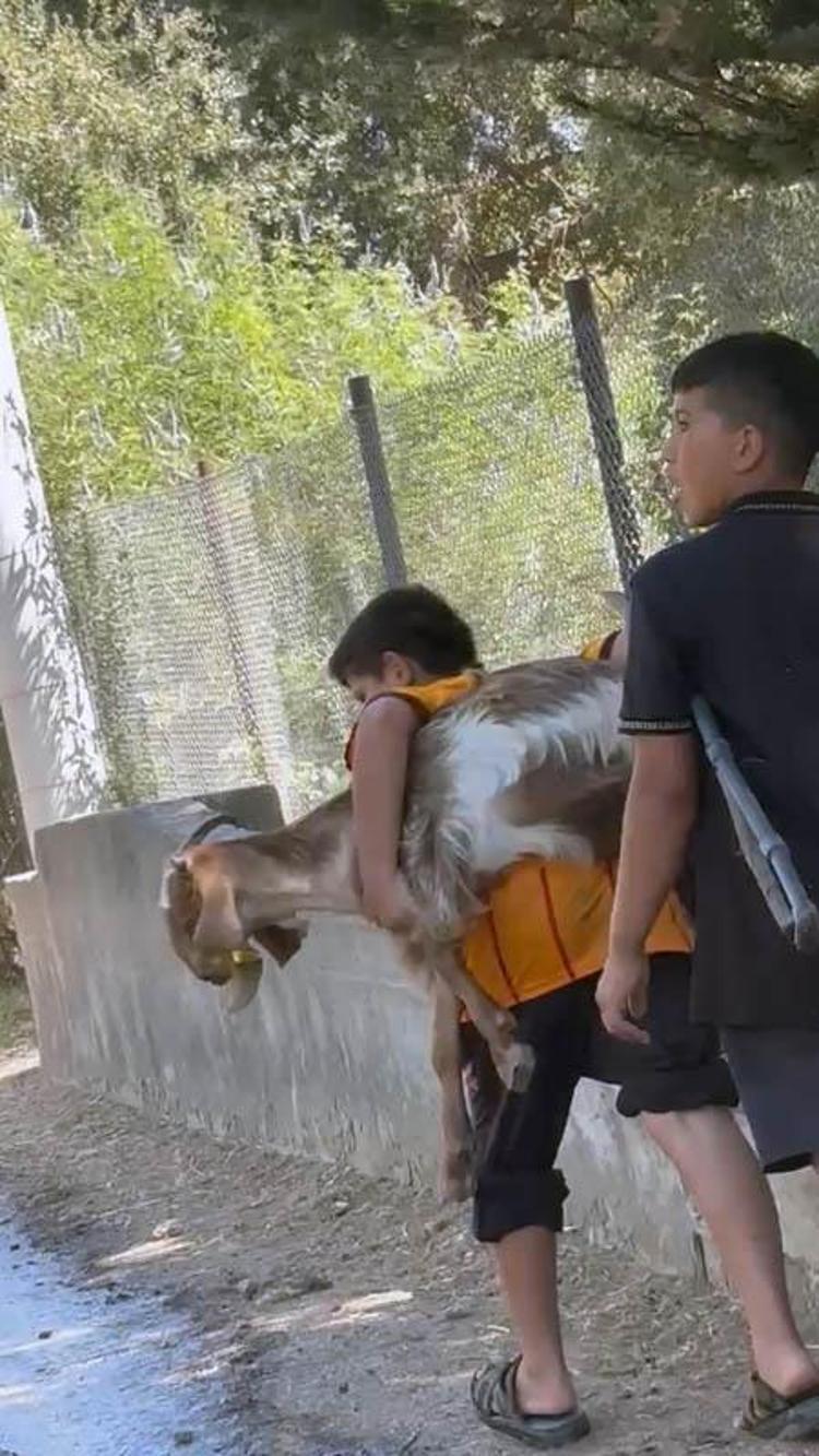 2 kuzen orman yangını sırasında rahatsızlanan keçiyi sırtlarında taşıdı
