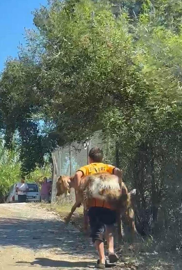2 kuzen orman yangını sırasında rahatsızlanan keçiyi sırtlarında taşıdı