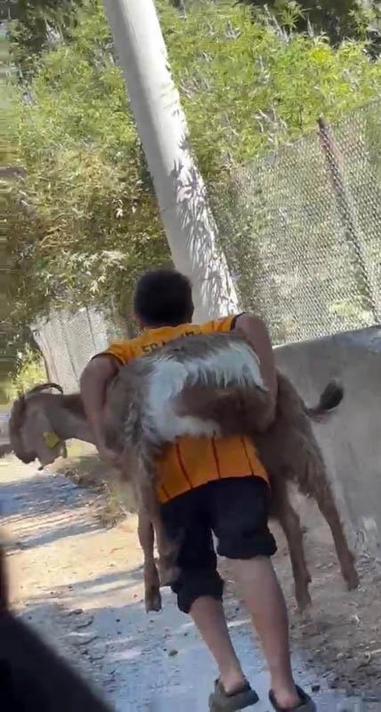 2 kuzen orman yangını sırasında rahatsızlanan keçiyi sırtlarında taşıdı