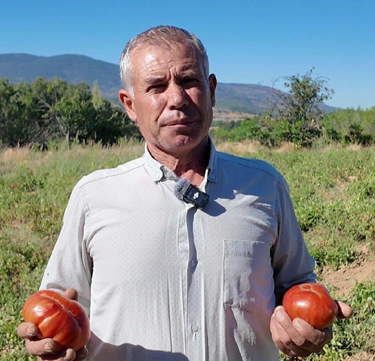 Manisa'da susuz yetiştirilen çeşni domatese yoğun talep