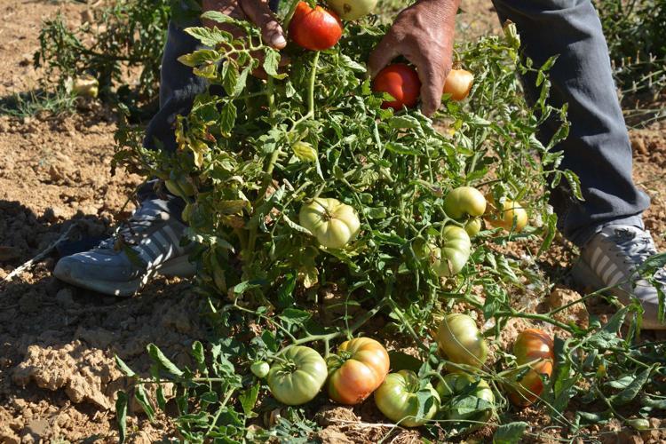 Manisa'da susuz yetiştirilen çeşni domatese yoğun talep