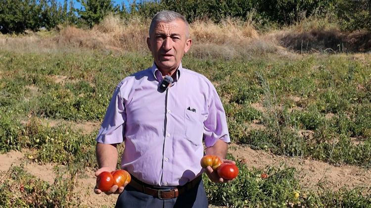 Manisa'da susuz yetiştirilen çeşni domatese yoğun talep