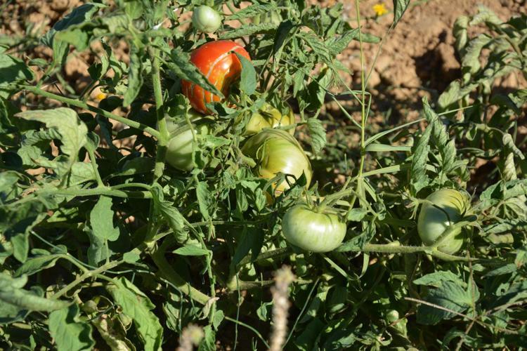 Manisa'da susuz yetiştirilen çeşni domatese yoğun talep