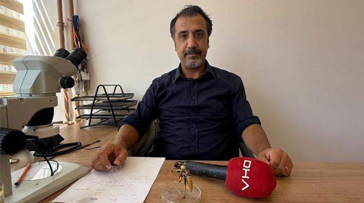 Dev çekirgeler tedirgin etti, uzmanı 'zarar vermeyin' dedi