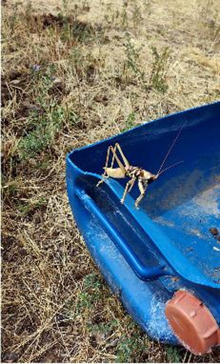 Dev çekirgeler tedirgin etti, uzmanı 'zarar vermeyin' dedi