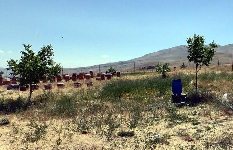 Dev çekirgeler tedirgin etti, uzmanı 'zarar vermeyin' dedi