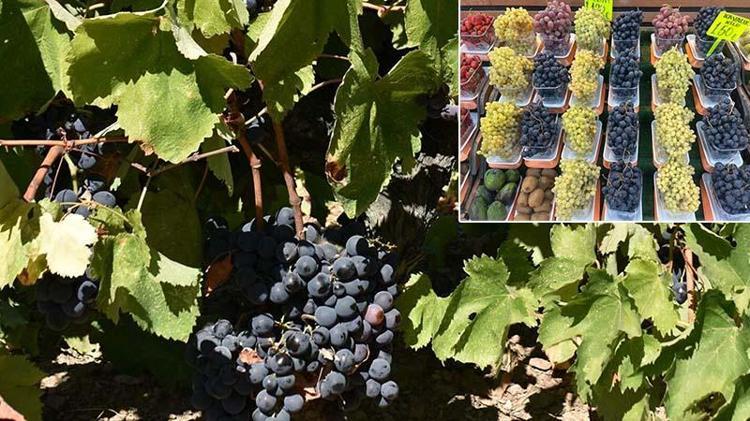 Kavacık üzümü bahçede 60, markette 150-200 lira