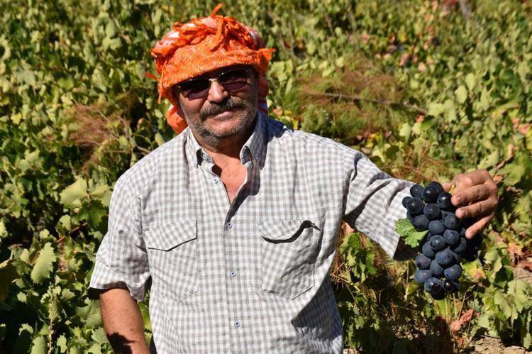 Kavacık üzümü bahçede 60, markette 150-200 lira
