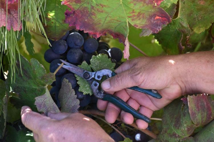 Kavacık üzümü bahçede 60, markette 150-200 lira