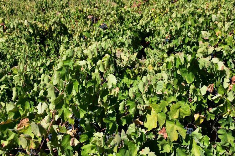 Kavacık üzümü bahçede 60, markette 150-200 lira