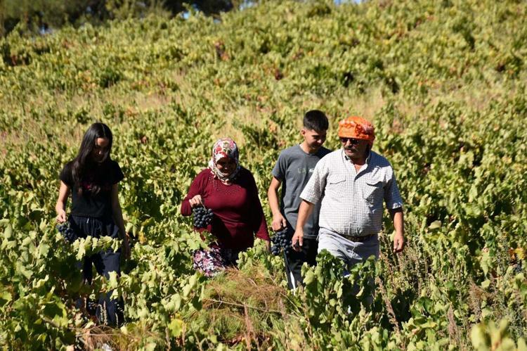 Kavacık üzümü bahçede 60, markette 150-200 lira
