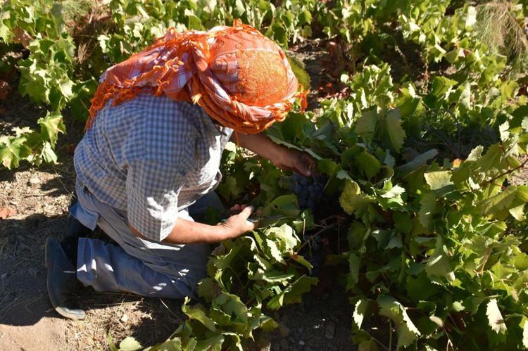Kavacık üzümü bahçede 60, markette 150-200 lira