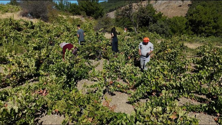 Kavacık üzümü bahçede 60, markette 150-200 lira