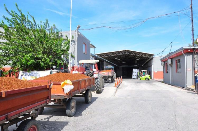 Üzüm alımına başlanan TMO önünde traktör kuyruğu