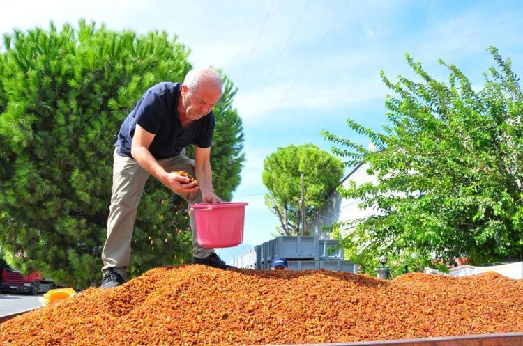 Üzüm alımına başlanan TMO önünde traktör kuyruğu