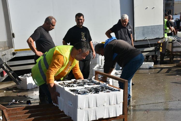 İzmir'de balık fiyatları düştü; palamut halde 60, tezgahta 100 TL