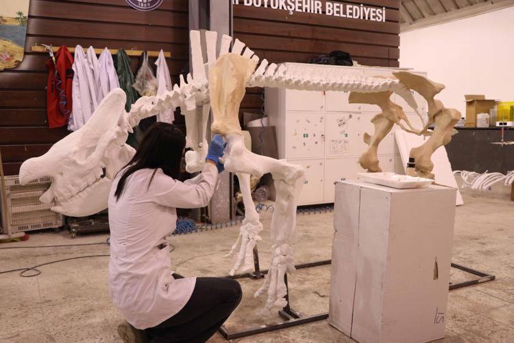 Kayseri’de bulunan 7,7 milyon yıllık gergedan fosili, 3D teknolojisiyle ayaklandırılıyor