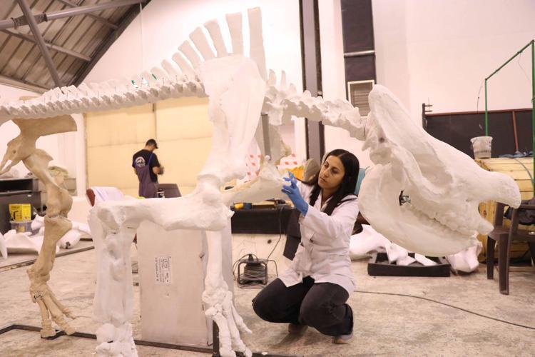 Kayseri’de bulunan 7,7 milyon yıllık gergedan fosili, 3D teknolojisiyle ayaklandırılıyor