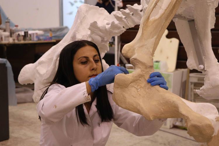 Kayseri’de bulunan 7,7 milyon yıllık gergedan fosili, 3D teknolojisiyle ayaklandırılıyor