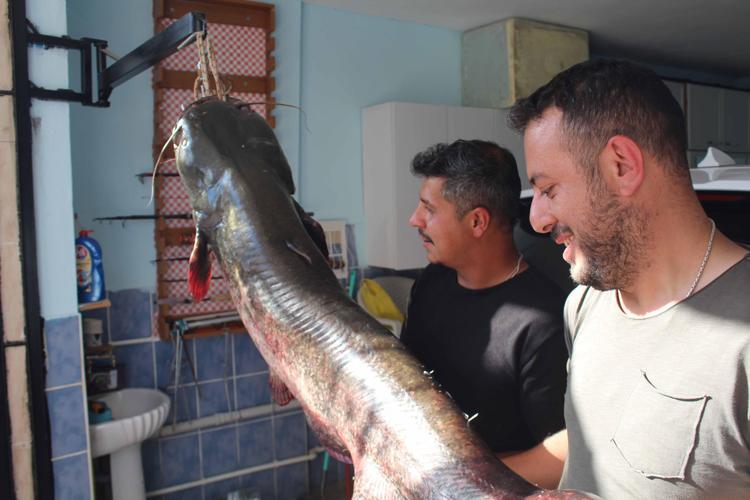 Kızılırmak'ta oltaya 190 santimetrelik yayın balığı takıldı