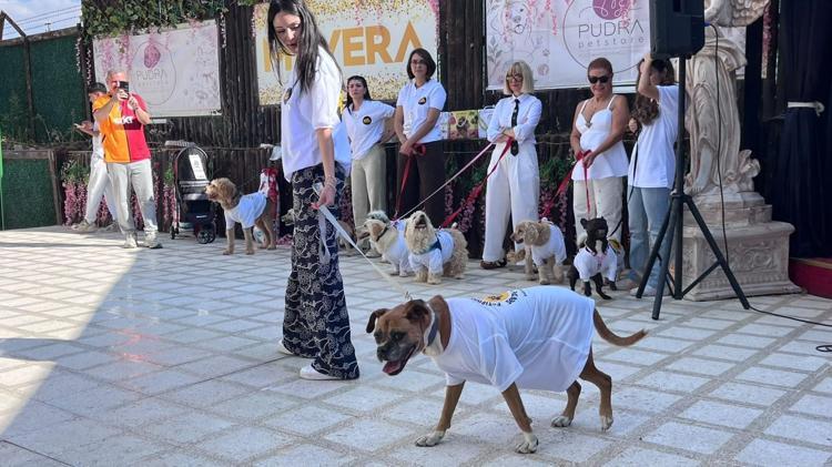 19 köpek sahiplendirilmek için podyuma çıktı
