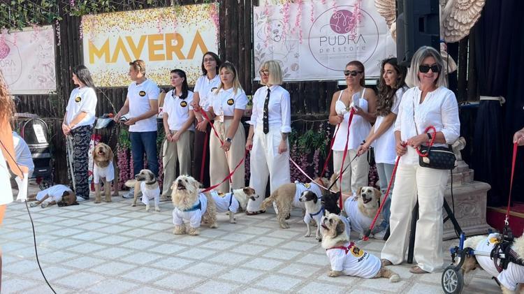 19 köpek sahiplendirilmek için podyuma çıktı