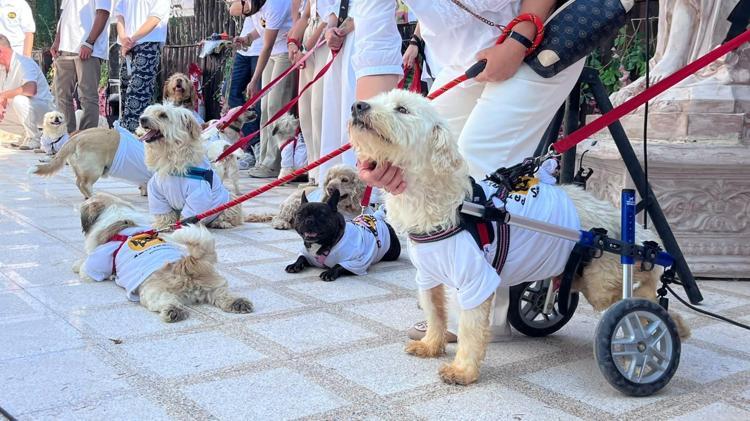 19 köpek sahiplendirilmek için podyuma çıktı