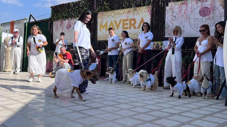 19 köpek sahiplendirilmek için podyuma çıktı