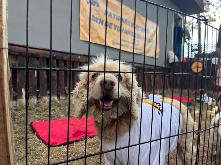 19 köpek sahiplendirilmek için podyuma çıktı