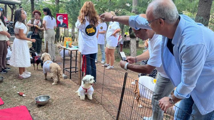 19 köpek sahiplendirilmek için podyuma çıktı