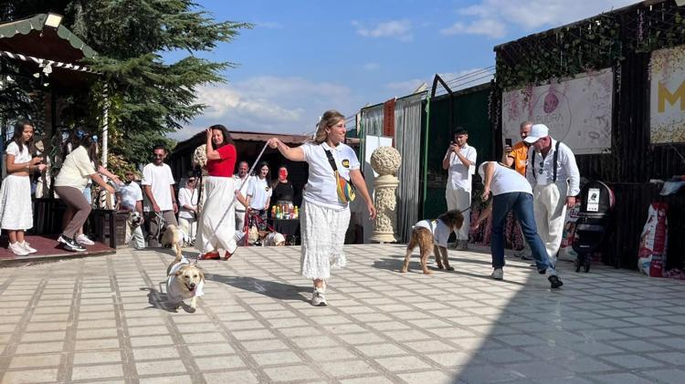 19 köpek sahiplendirilmek için podyuma çıktı
