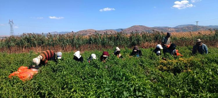Gaziantep’te kırmızı biber hasadı başladı