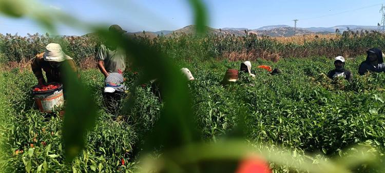 Gaziantep’te kırmızı biber hasadı başladı