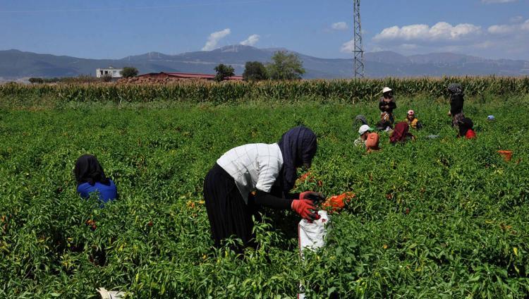 Gaziantep’te kırmızı biber hasadı başladı