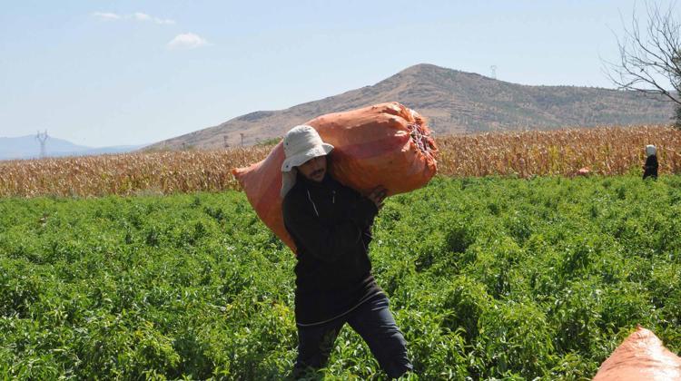 Gaziantep’te kırmızı biber hasadı başladı