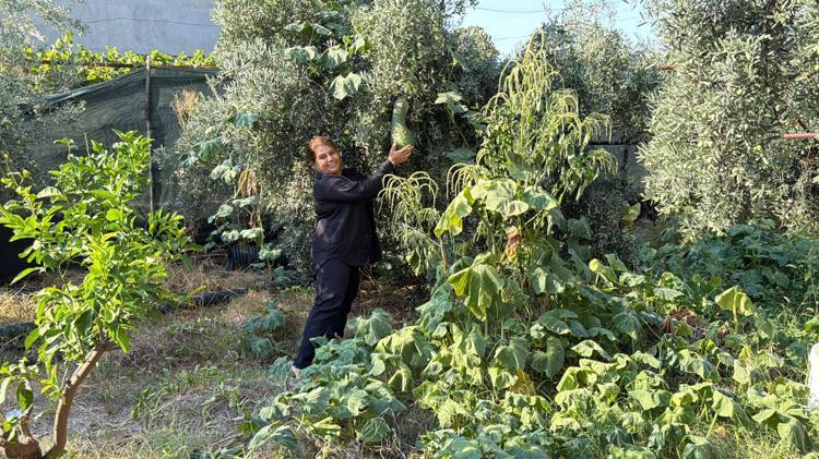 Atalık tohumları gelecek nesillere taşıyor