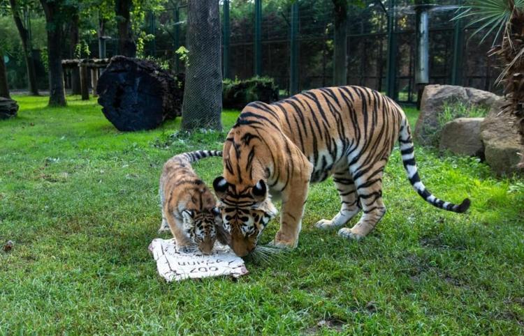 Türkiye’de doğan tek Sibirya kaplanı ‘Virginia’nın 100’üncü günü kutlandı