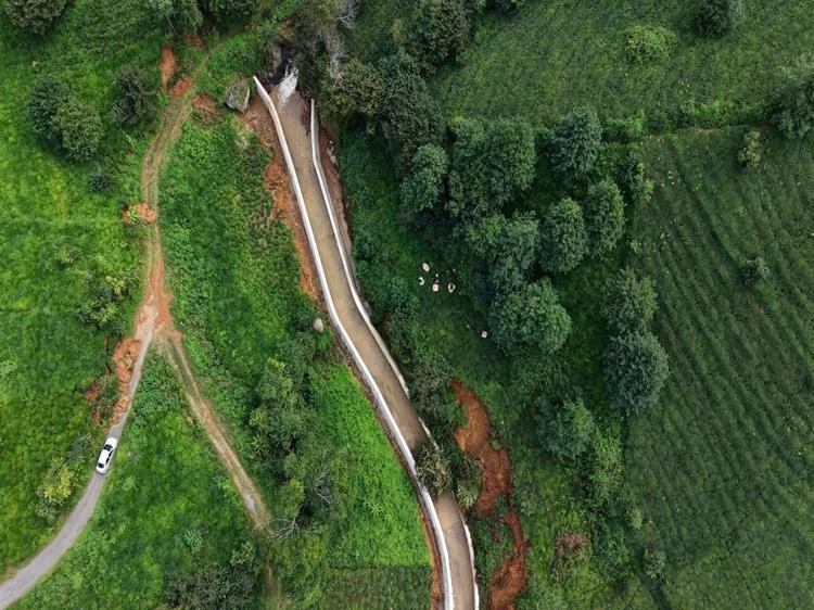 Rize'de heyelanlı bölgede çay hasadı