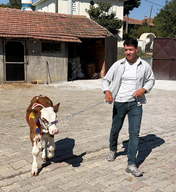 Düğünde gelin ve damada takı yerine buzağı hediye edildi