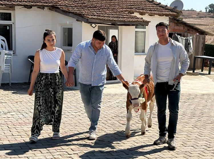 Düğünde gelin ve damada takı yerine buzağı hediye edildi