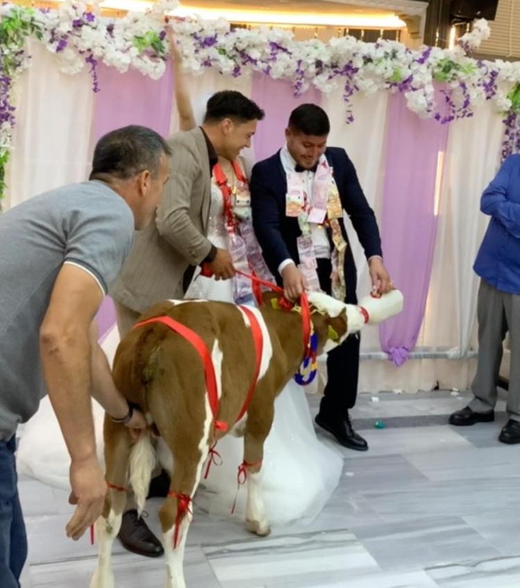 Düğünde gelin ve damada takı yerine buzağı hediye edildi
