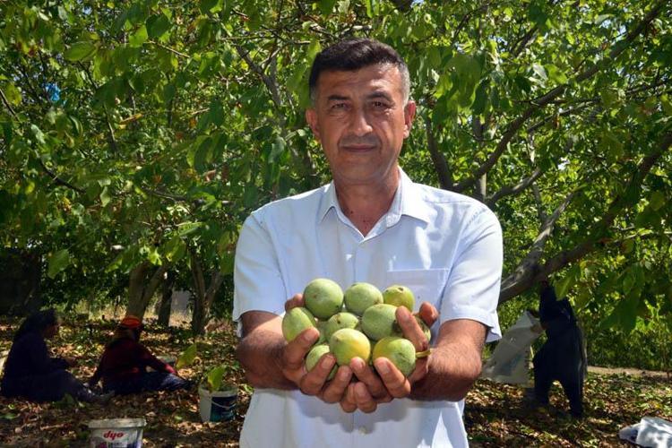AB tescilli Çağlayancerit cevizinde hasat başladı