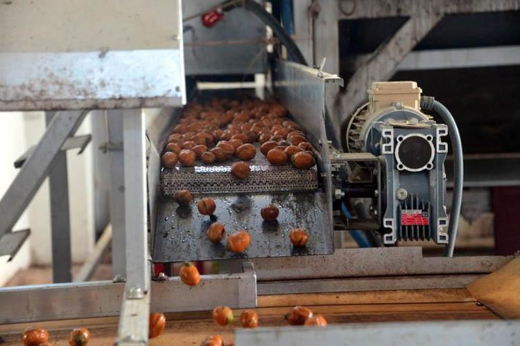 AB tescilli Çağlayancerit cevizinde hasat başladı