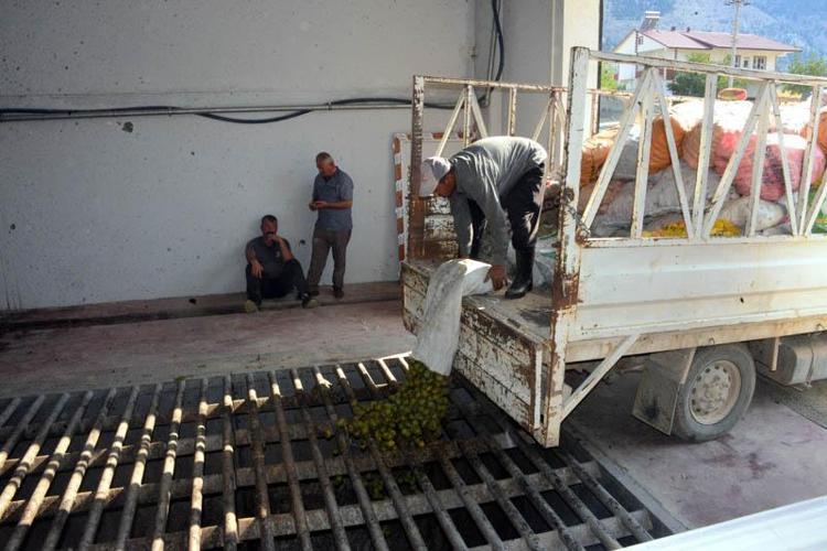 AB tescilli Çağlayancerit cevizinde hasat başladı