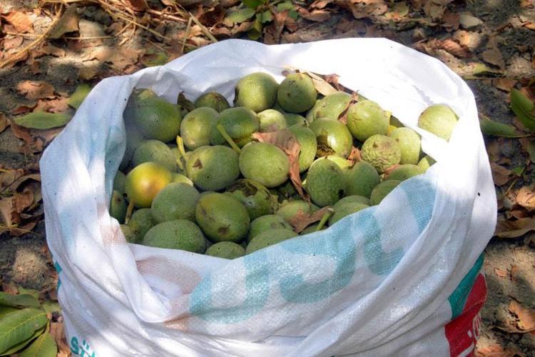 AB tescilli Çağlayancerit cevizinde hasat başladı