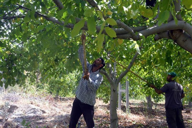 AB tescilli Çağlayancerit cevizinde hasat başladı
