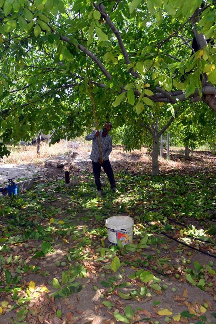 AB tescilli Çağlayancerit cevizinde hasat başladı