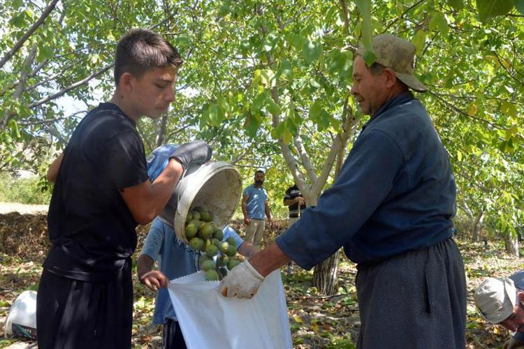 AB tescilli Çağlayancerit cevizinde hasat başladı