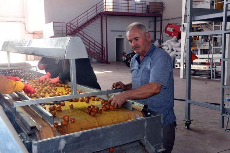 AB tescilli Çağlayancerit cevizinde hasat başladı